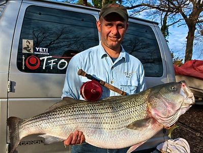 Andy Campbell 34-6 Striper on 20-lb Fly
