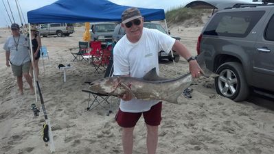 Sal Peluso - 38-11 Cobia Caught in the Surf 
