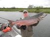 Chinook_Salmon2.JPG