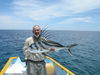 Filename=Stuart_Lee_-_Baja_Roosterfish_on_Fly.jpg
Filesize=393KiB
Dimensions=2048x1536
Date added=Oct 20, 2013 Stuart_Lee_-_Baja_Roosterfish_on_Fly.jpg