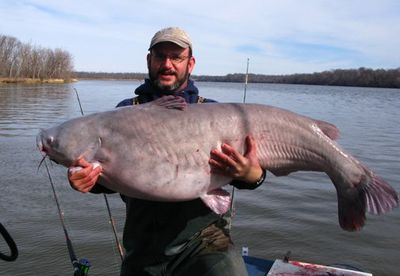 78 lb. Blue Cat
