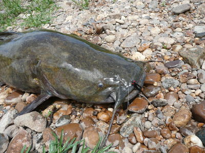 Flathead Catfish for Tourney Promo
