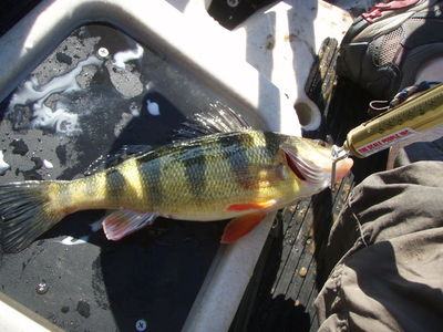 Matt Balazik - 0-10 Yellow Perch
