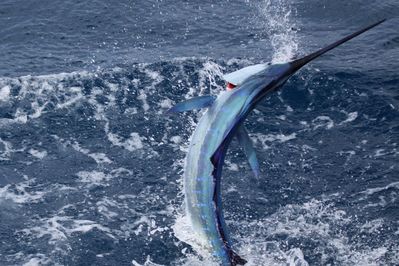 Ted Kramer - Gets on the Sailfish in Isla Mujeres, Mexico
