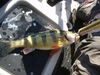 Filename=Matt_Balazik_-_0-10_Yellow_Perch.jpg
Filesize=570KiB
Dimensions=2048x1536
Date added=Mar 19, 2010 Matt_Balazik_-_0-10_Yellow_Perch.jpg
