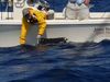 Filename=Robbie-Mike-Sailfish.jpg
Filesize=201KiB
Dimensions=1440x1080
Date added=Jul 21, 2011 Robbie-Mike-Sailfish.jpg